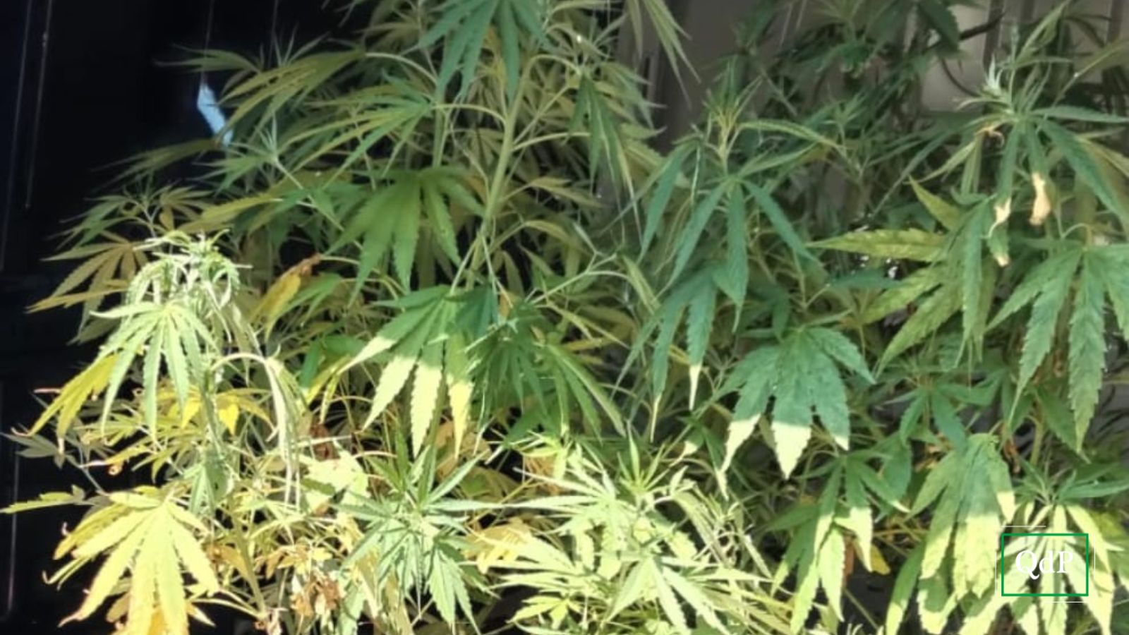 Droghe tra i giovanissimi. I dati dell’Ulss: “Un diciottenne su cinque fa uso di Cannabis”