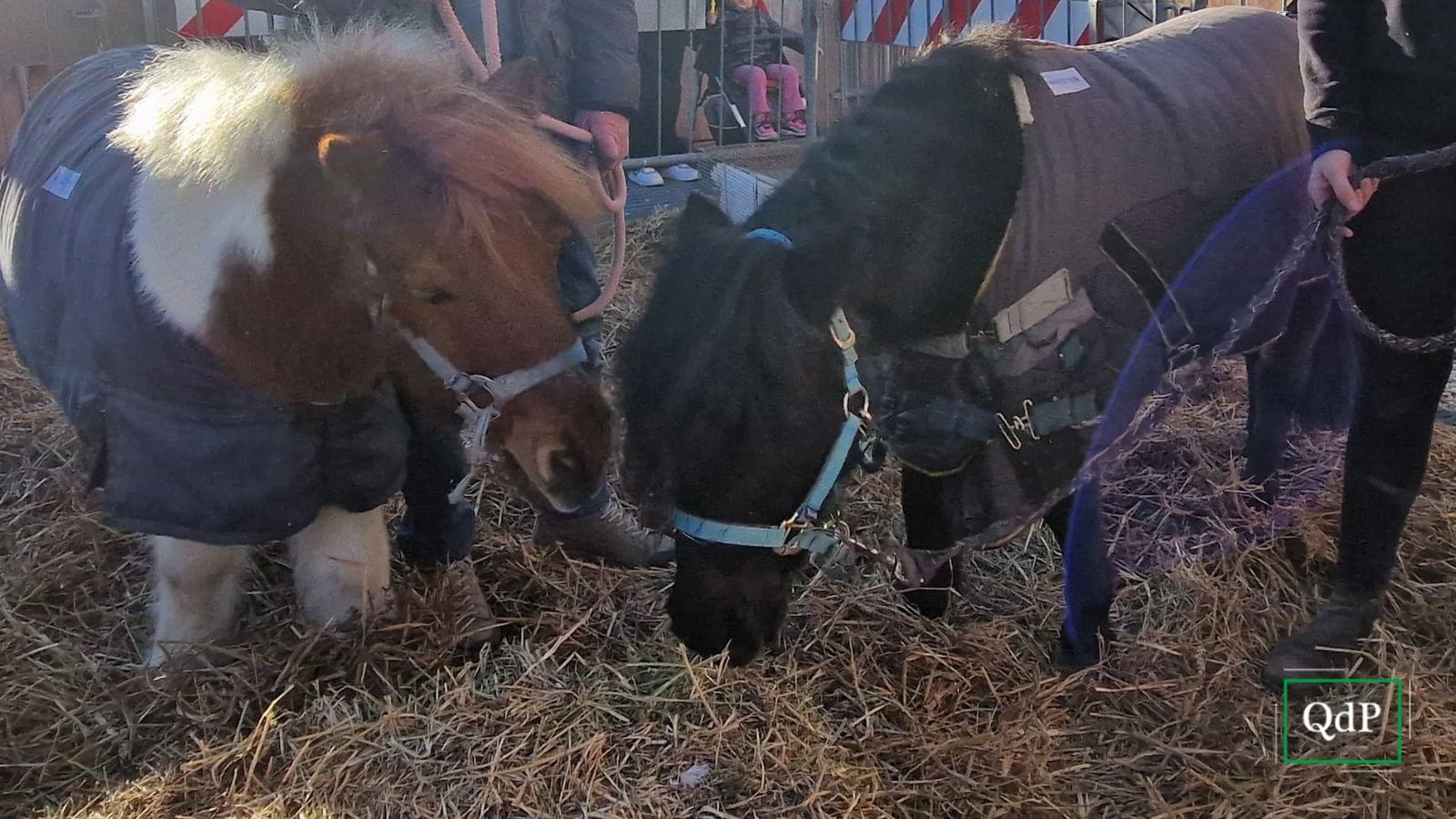Festa di Sant’Antonio abate, sabato la benedizione degli animali