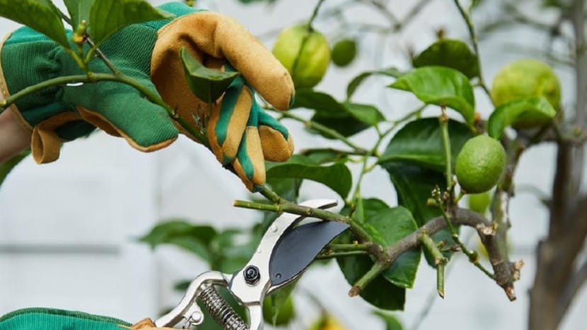 Aperte le iscrizioni al corso di potatura e innesti
