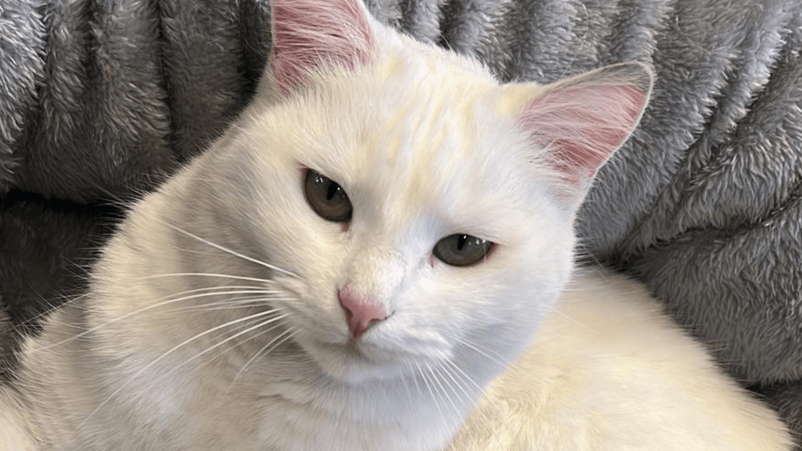 Lieto fine per Kitty, ritrovata la “mascotte” dell’ufficio postale: “Ora è di nuovo a casa”