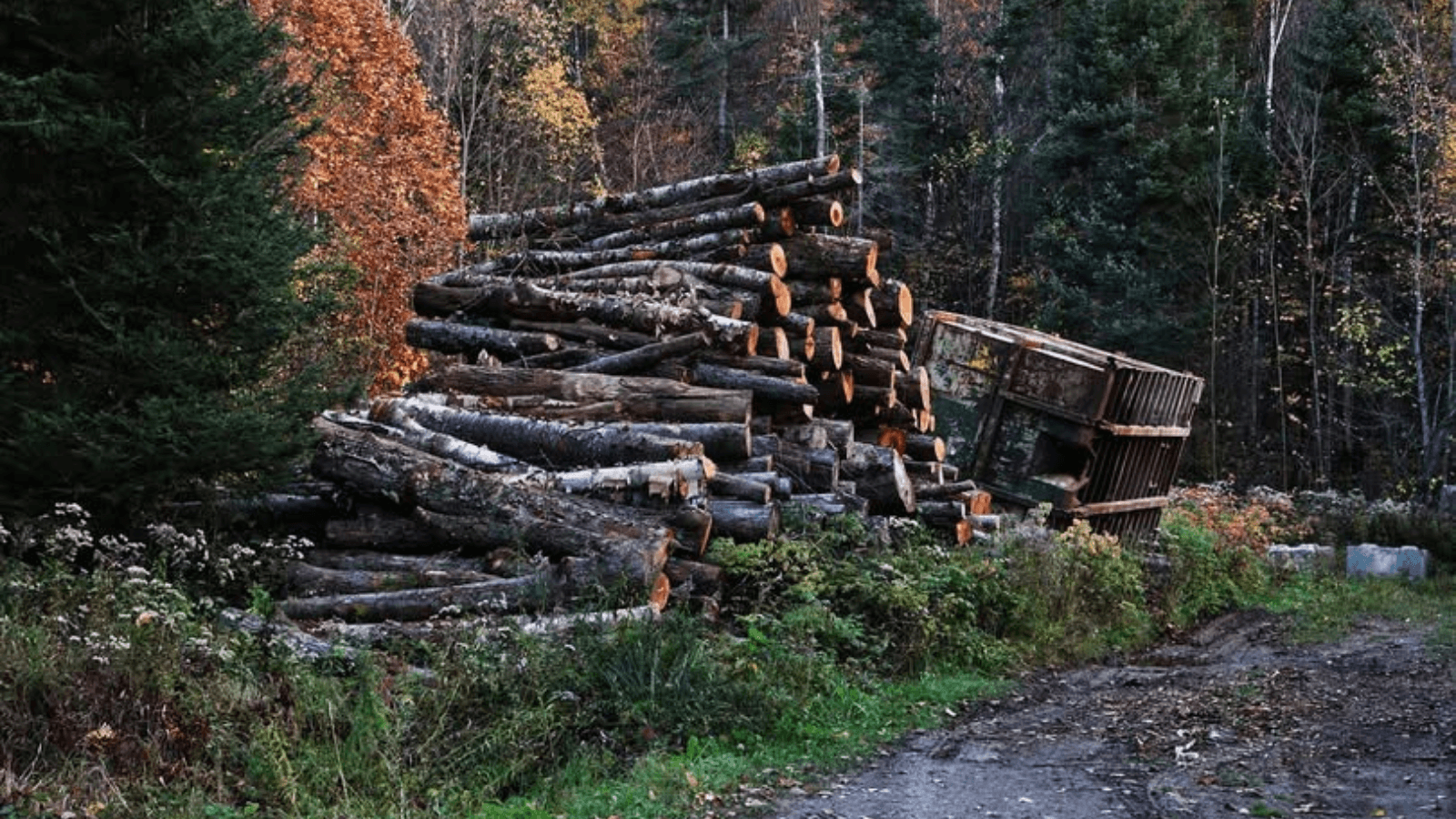 Cataste di legna da ardere a domicilio per i residenti di Paderno e Fietta